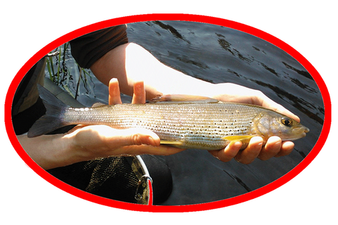 l' ombre poisson protege